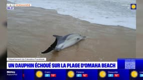 Calvados: un dauphin s'échoue sur la plage d'Omaha Beach