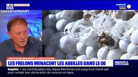 Alpes-Maritimes: depuis 2013 le frelon asiatique ne cesse de croître