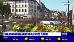 Sécheresse: pas de dérogation d'arrosage pour Colmar, Strasbourg décide de ne plus arroser ses fleurs