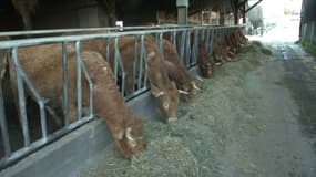 Les éleveurs de bovins français veulent rassurer sur la traçabilité après le scandale de la viande avariée en Pologne