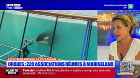 Marineland: un rassemblement de 221 associations ce samedi pour demander le transfert des orques