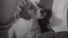 Uggie sur les genoux de Jean Dujardin dans "The Artist"