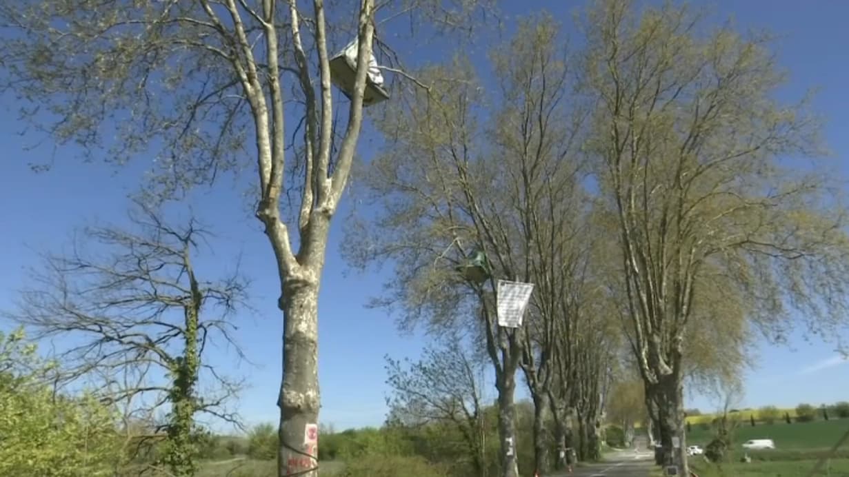 Des opposants au projet d'autoroute campent déjà dans les arbres 
