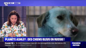 Le mystère des chiens bleus, errants sur une route en Russie