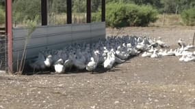 Eleveurs de canards en colère: "Il va y avoir des drames humains"