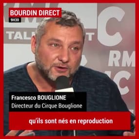 Interdiction des animaux sauvages dans les cirques: "Ce qu'on demande aux animaux n'est jamais contre-nature"