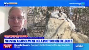 Un abaissement de protection du loup inutile ?
