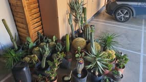 Les cactus ont pu être en partie retrouvés au domicile du suspect. 