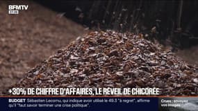 Au réveil, les Français sont de plus en plus à préférer la chicorée 