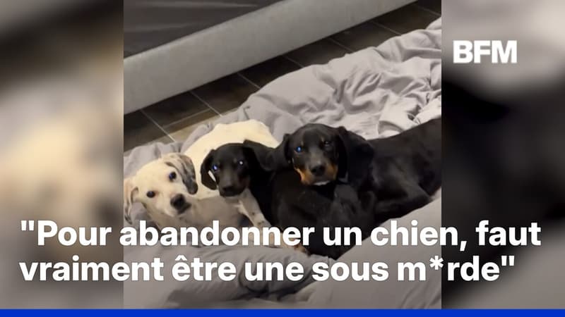 Le youtubeur Inoxtag sauve trois chiens abandonnés et envisage d'en adopter un