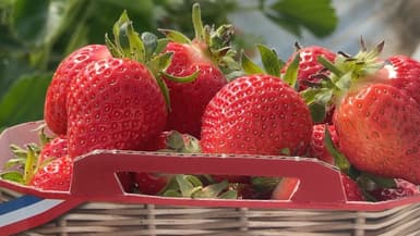 À Volx (Alpes-de-Haute-Provence), les premières fraises provençales de la saison sont à prêtes à être dégustées ce 4 avril 2024.
