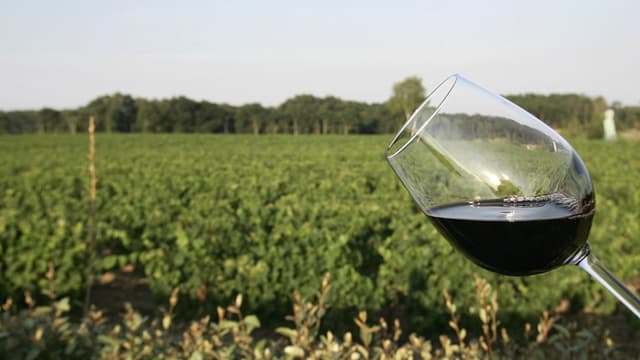 La France,détrônée depuis 2014 par l'Italie, redevient le premier producteur mondial de vin 