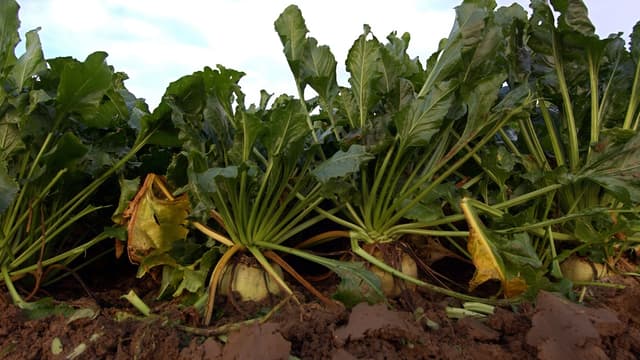 Les cultures de betteraves touchées par la jaunisse