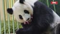 Zoo de Beauval: la famille panda s'agrandit avec la naissance de jumelles