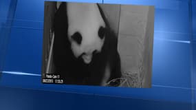 La panda géante Mei Xang a accouché de deux bébés dimanche au zoo de Washington.