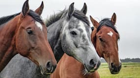 Contrairement à un chien, le cheval n'a pas le projet de faire plaisir... Photo d'illustration