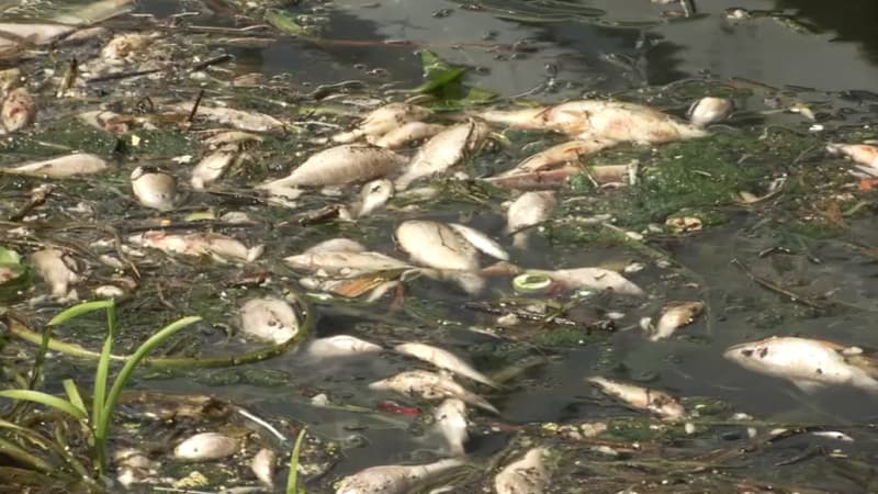Poissons morts dans l'Ill: la région Grand Est porte plainte pour pollution de la rivière