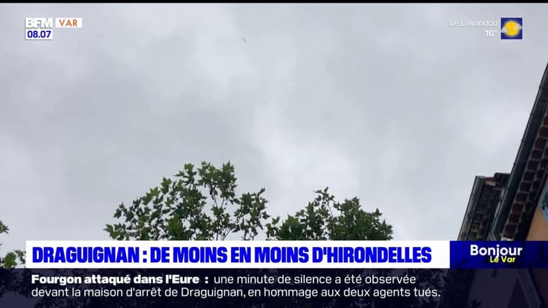 Regarder la vidéo Draguignan: les hirondelles se font de plus en plus rares dans la ville