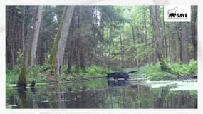 Un loup noir dans une forêt de Pologne, février 2025