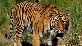 Un tigre de Sumatra