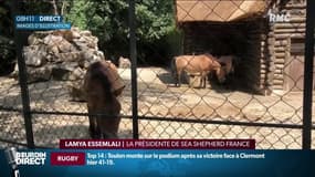 "L'urgence c'est de soigner les animaux et d'aménager l'endroit": succès fulgurant pour une cagnotte destinée au rachat d'un zoo