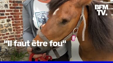 Des chevaux retrouvés mutilés en Normandie après une nouvelle série d'attaques