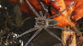 L'araignée Dolomedes plantarius