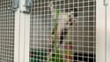 Un chat au refuge de la SPA d'Hermeray dans les Yvelines