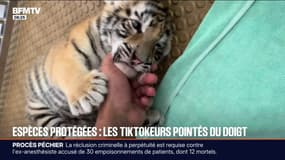 Espèces protégées: les Tiktokeurs pointés du doigt