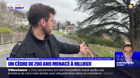 Rillieux-la-Pape: un cèdre de 200 ans menacé par un projet immobilier