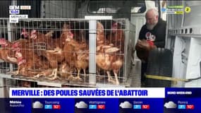 Nord: près d'un millier de poules pondeuses sauvées de l'abattoir 