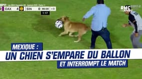 Mexique : Un chien s'empare du ballon et interrompt le match