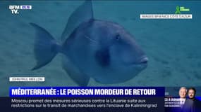 Le baliste, ce poisson mordeur qui fait peur aux baigneurs de la Côte d'Azur