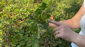 Sécheresse: l'inquiétude dans les forêts