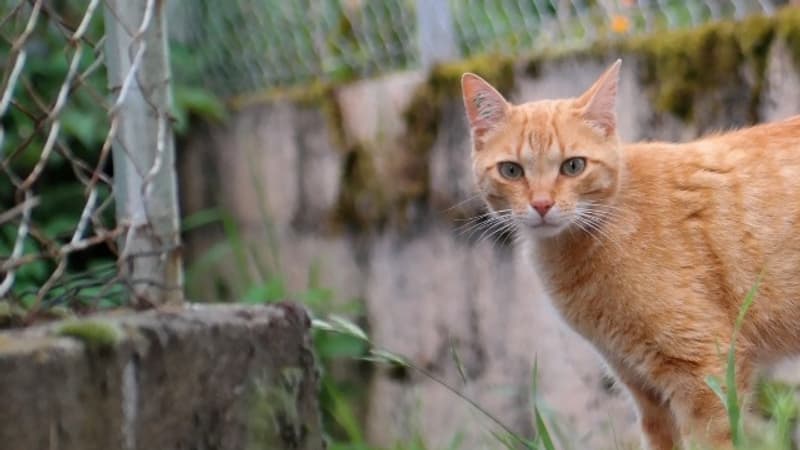 Nice: plusieurs animaux morts au Mont-Boron, la piste de l'empoisonnement privilégiée