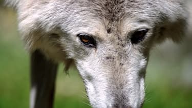 Un loup au zoo de Mulhouse (ILLUSTRATION)
