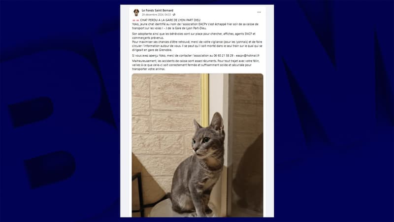 Le chat Yoko a disparu à la gare Part-Dieu à Lyon le 28 décembre 2024.