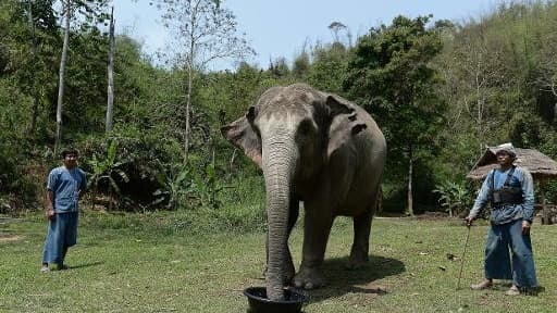 Quatorze éléphants morts au Zimbabwe