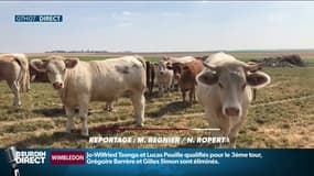 Ceta: “Une aberration écologique” pour certains agriculteurs inquiets 