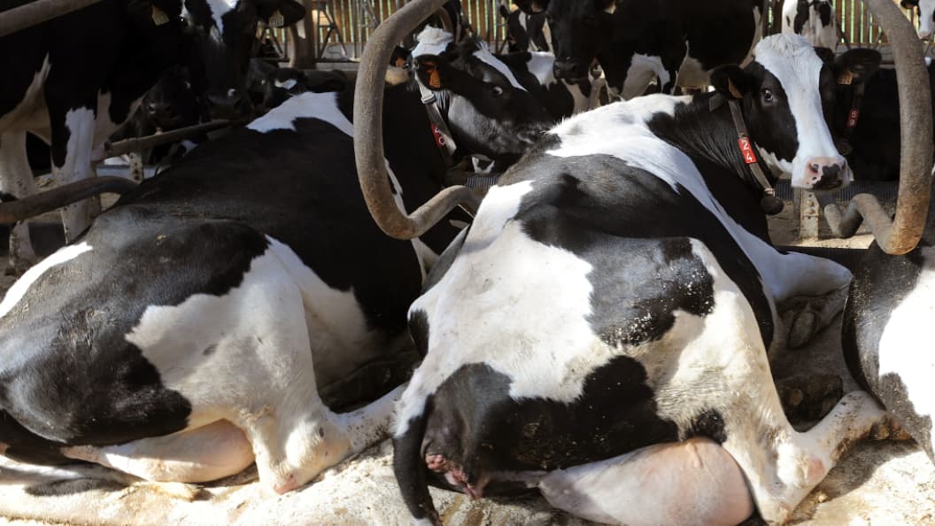 Un Cas De La Maladie De La Vache Folle A été Détecté En Angleterre 