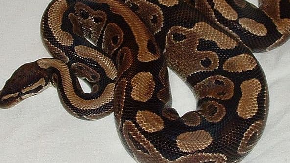 Un python royal. (photo d'illustration)