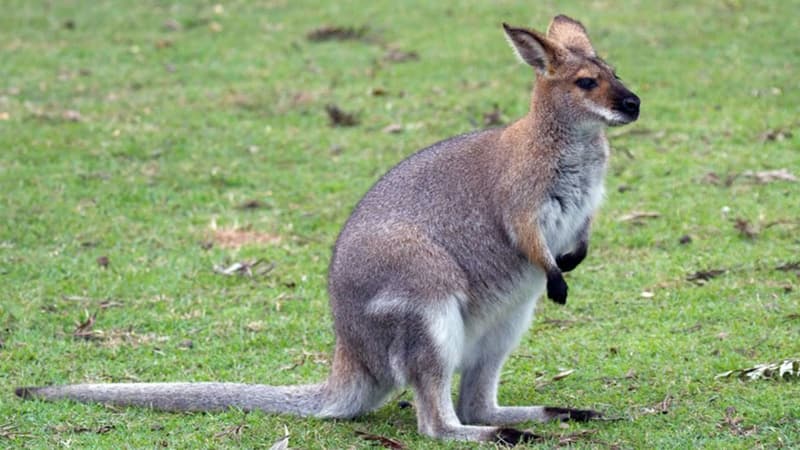 Un wallaby. (Photo d'illustration)