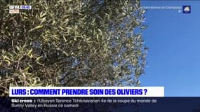 Provence: comment s'occuper des oliviers avant le printemps?
