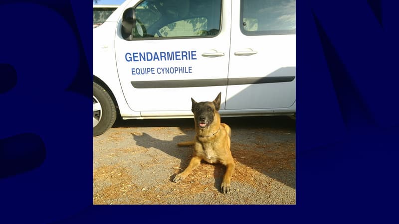 Gibson est un berger belge malinois de 8 ans spécialisé dans la recherche de personne et la défense