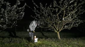 Un producteur de fruits allume une bougie pour préserver ses vergers du gel à Westhoffen le 6 avril 2021.