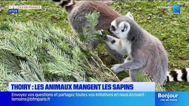 Yvelines: les animaux du zoo de Thoiry se régalent avec les sapins de Noël invendus