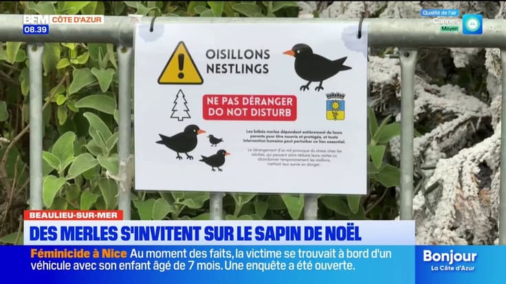 Beaulieu-sur-Mer : des merles s'invitent sur le sapin de Noël