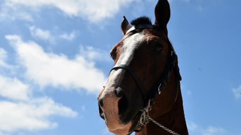 États-Unis: une femme arrêtée après la découverte de 27 chevaux morts sur ses propriétés