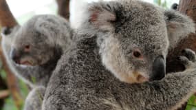 Deux koalas secourus au Lone Pine Koala Sanctuary à Brisbane, en Australie, le 15 janvier 2011 (photo d'illustration) - Torsten Blackwood / AFP