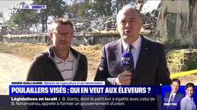 Poulaillers visés : qui en veut aux éleveurs ? - 18/09